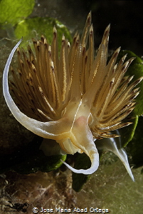 Dondice banyulensis or Godiba banyulensis by Jose Maria Abad Ortega 